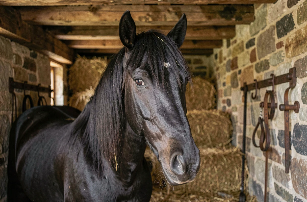 Portrait en gros plan d'un cheval frison noir dans une écurie en pierre, regard expressif et crinière longue, atmosphère authentique et rustique